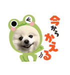 ポメラニアンの平吉スタンプ（個別スタンプ：12）