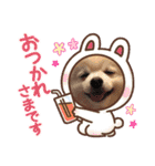 ポメラニアンの平吉スタンプ（個別スタンプ：13）