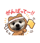 ポメラニアンの平吉スタンプ（個別スタンプ：15）