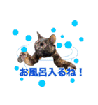 ちょこなっつじじ♡（個別スタンプ：8）