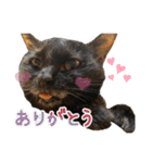 ちょこなっつじじ♡（個別スタンプ：15）