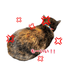 ちょこなっつじじ♡（個別スタンプ：22）