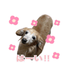 ちょこなっつじじ♡（個別スタンプ：26）