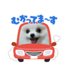 我が家の綿飴ポメラニアン＝白丸①日本タイ（個別スタンプ：8）