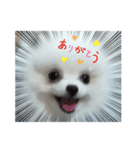 我が家の綿飴ポメラニアン＝白丸①日本タイ（個別スタンプ：10）