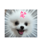 我が家の綿飴ポメラニアン＝白丸①日本タイ（個別スタンプ：12）