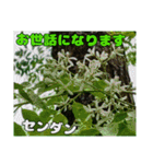 お礼のご挨拶と山野草（個別スタンプ：14）