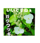 お礼のご挨拶と山野草（個別スタンプ：34）