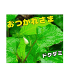 お礼のご挨拶と山野草（個別スタンプ：36）