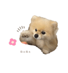 日常使いができるこむちゃんのスタンプ♩（個別スタンプ：15）