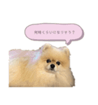 日常使いができるこむちゃんのスタンプ♩（個別スタンプ：17）