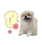日常使いができるこむちゃんのスタンプ♩（個別スタンプ：18）