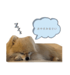 日常使いができるこむちゃんのスタンプ♩（個別スタンプ：19）