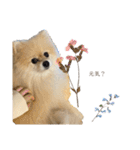 日常使いができるこむちゃんのスタンプ♩（個別スタンプ：21）