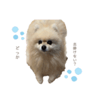日常使いができるこむちゃんのスタンプ♩（個別スタンプ：22）