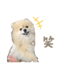 日常使いができるこむちゃんのスタンプ♩（個別スタンプ：23）