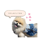 日常使いができるこむちゃんのスタンプ♩（個別スタンプ：24）