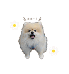 日常使いができるこむちゃんのスタンプ♩（個別スタンプ：25）