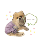 日常使いができるこむちゃんのスタンプ♩（個別スタンプ：27）