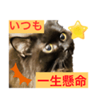 黒猫 ルナ院長76にゃんめ（個別スタンプ：6）