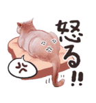 LaLa meow meow 日本語（個別スタンプ：3）