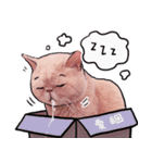 LaLa meow meow 日本語（個別スタンプ：15）