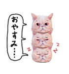 LaLa meow meow 日本語（個別スタンプ：17）