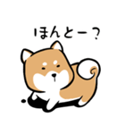 柴犬「コムたん」の日常（個別スタンプ：28）