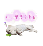 しあん その参（個別スタンプ：15）
