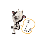 しあん その参（個別スタンプ：17）