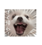 しあん その参（個別スタンプ：34）