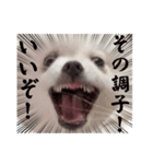 しあん その参（個別スタンプ：39）