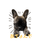 sia's mood2（個別スタンプ：3）
