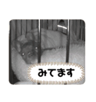 sia's mood2（個別スタンプ：16）