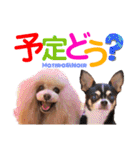 マティラとノアールのかわいいスタンプ（個別スタンプ：11）