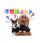 マティラとノアールのかわいいスタンプ（個別スタンプ：27）
