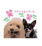 マティラとノアールのかわいいスタンプ（個別スタンプ：29）