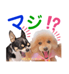 マティラとノアールのかわいいスタンプ（個別スタンプ：30）