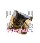 愛月空（個別スタンプ：2）