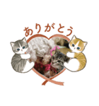 愛月空（個別スタンプ：3）