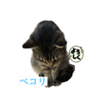 愛月空（個別スタンプ：8）