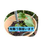 月山線スタンプ日薬碁胡瓜壱ふな（個別スタンプ：5）