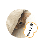 なつめ The orange tabby 4（個別スタンプ：1）