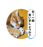 なつめ The orange tabby 4（個別スタンプ：2）