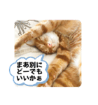 なつめ The orange tabby 4（個別スタンプ：3）