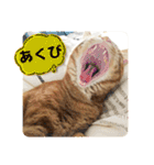 なつめ The orange tabby 4（個別スタンプ：4）
