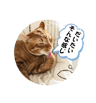 なつめ The orange tabby 4（個別スタンプ：5）