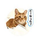 なつめ The orange tabby 4（個別スタンプ：6）