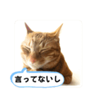 なつめ The orange tabby 4（個別スタンプ：8）