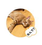 なつめ The orange tabby 4（個別スタンプ：9）